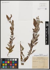 Foto von Salix appendiculata Vill. x Salix purpurea L.